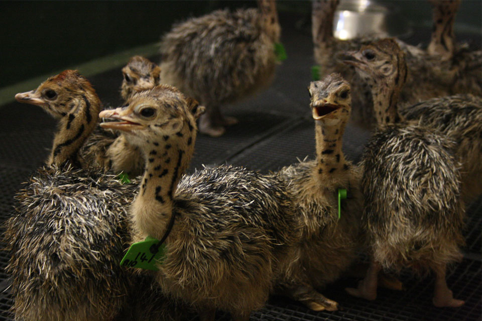 Tour the incubation and chicks